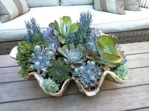 Succulents on Table
