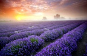 Lavender Festival