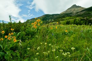 Wildflower Festival of Waterton