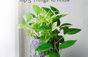 5 Things To Know About Money Plants