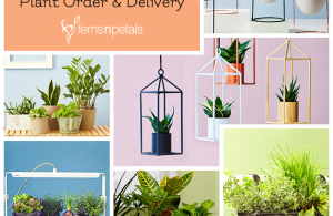 How To Order & Get Delivery of Plants From Ferns N Petals?