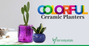 Colorful Ceramic Planters