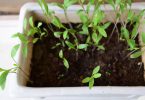 DIY- 3 Easy to Grow Herbs