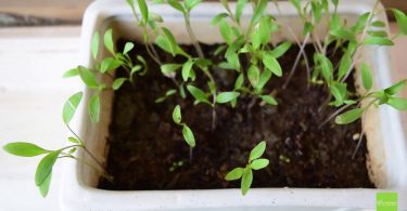 DIY- 3 Easy to Grow Herbs