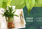 Meaning of Lucky Bamboo Plant Stalks