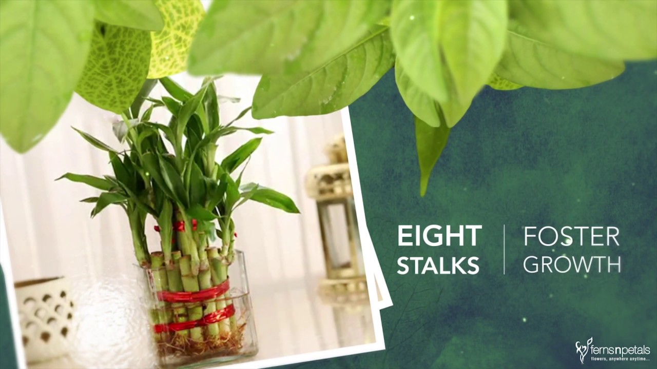 Meaning of Lucky Bamboo Plant Stalks Ferns N Petals Ferns N Petals