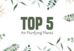 Top 5 Air Purifying Plants