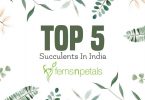 Top 5 Succulent Plants suitable for Indian Climate