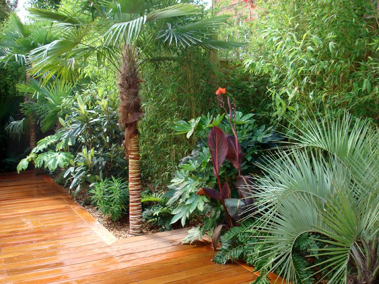 Big tropical Plants