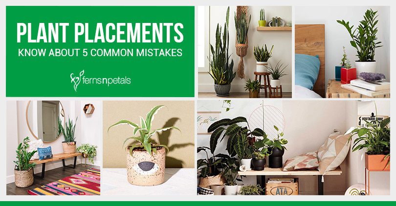 5 Common Mistakes That Everyone Do While Placing Plants