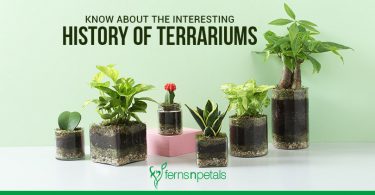 History of Terrariums