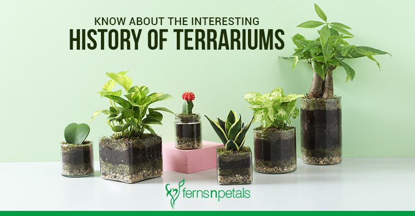 History of Terrariums