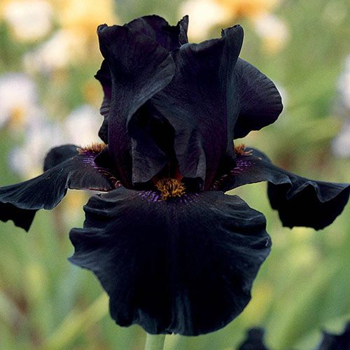 Black Iris
