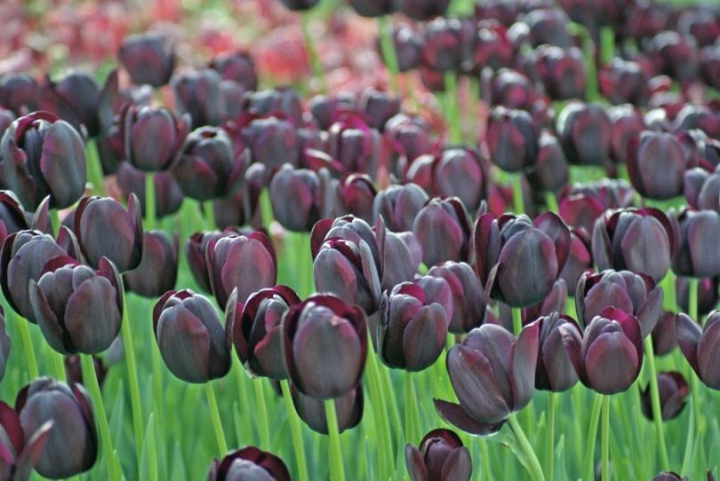 11 Gorgeous Black Flowers From Around The World - Ferns N Petals