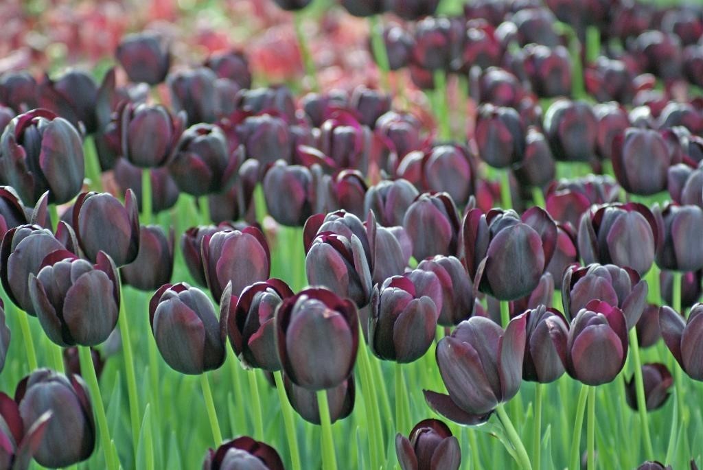11 Gorgeous Black Flowers From Around The World Ferns N Petals