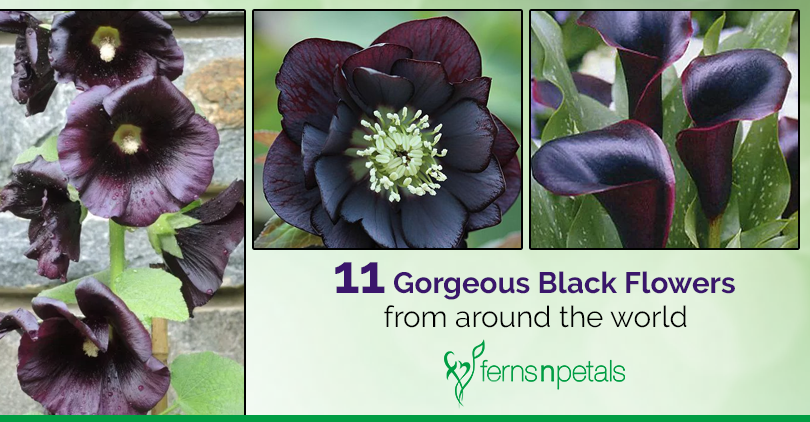 11 Gorgeous Black Flowers From Around The World - Ferns N Petals