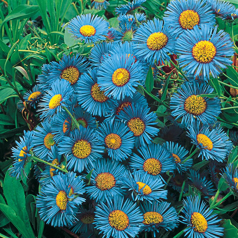 Rare Blue Flower