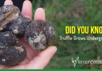 truffles grow underground