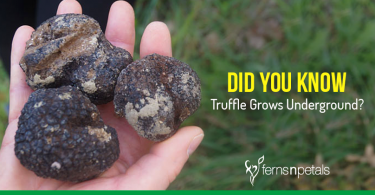 truffles grow underground