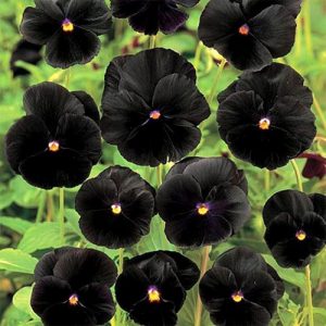 11 Gorgeous Black Flowers From Around The World - Ferns N Petals