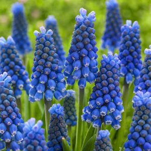 Know More About The Rarest Blue Flowers - Ferns N Petals