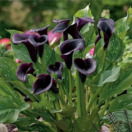 11 Gorgeous Black Flowers From Around The World - Ferns N Petals