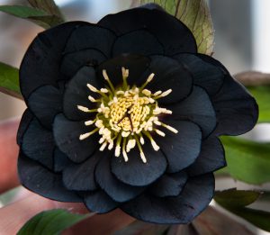 11 Gorgeous Black Flowers From Around The World - Ferns N Petals