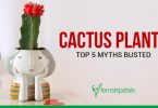 Cactus Myths