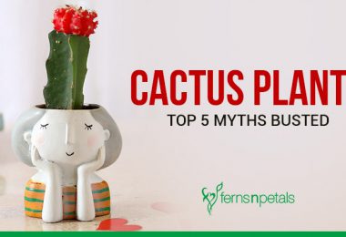 Cactus Myths