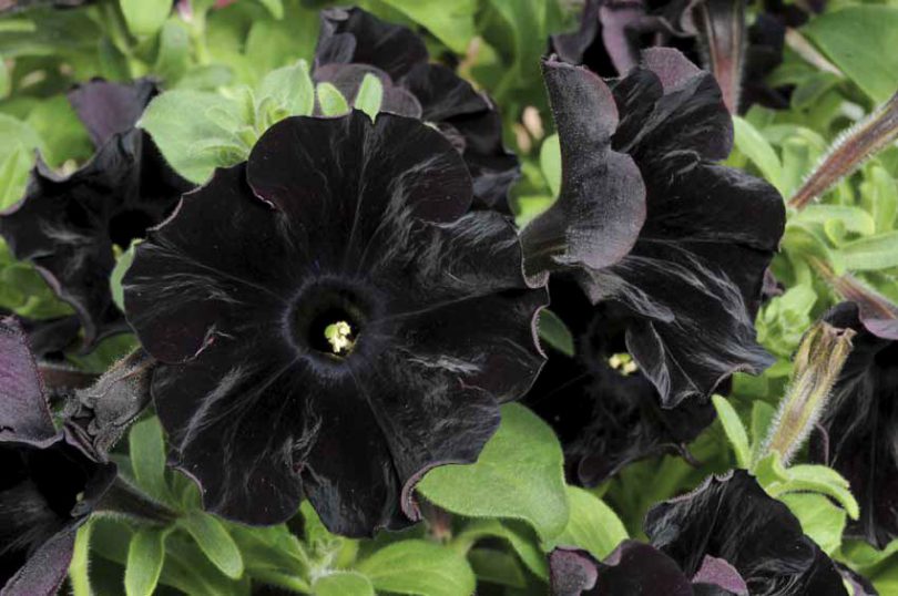 11 Gorgeous Black Flowers From Around The World - Ferns N Petals