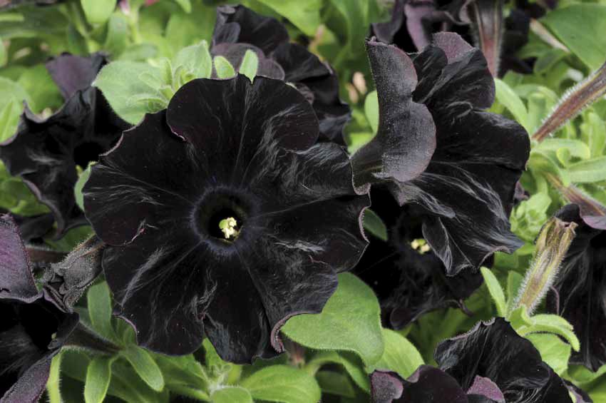 Black Petunia