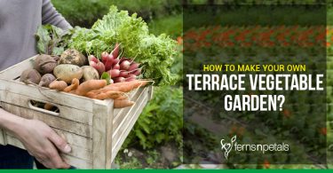 Grow Vegetables on Terrace