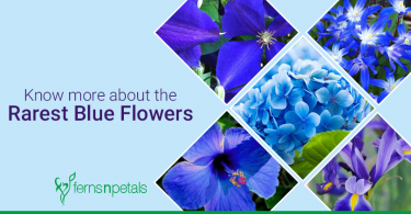 rarest blue flowers