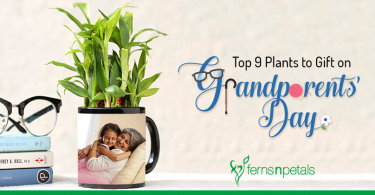 plant for grandparents day