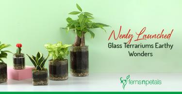 Newly Launched Terrariums