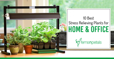 Stress Relieving Plants for Home and Office