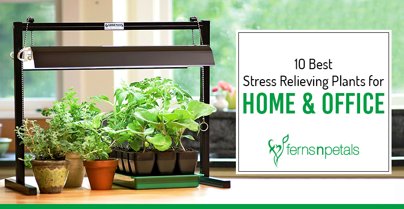 10 Best Stress Relieving Plants For Home And Office Ferns N Petals