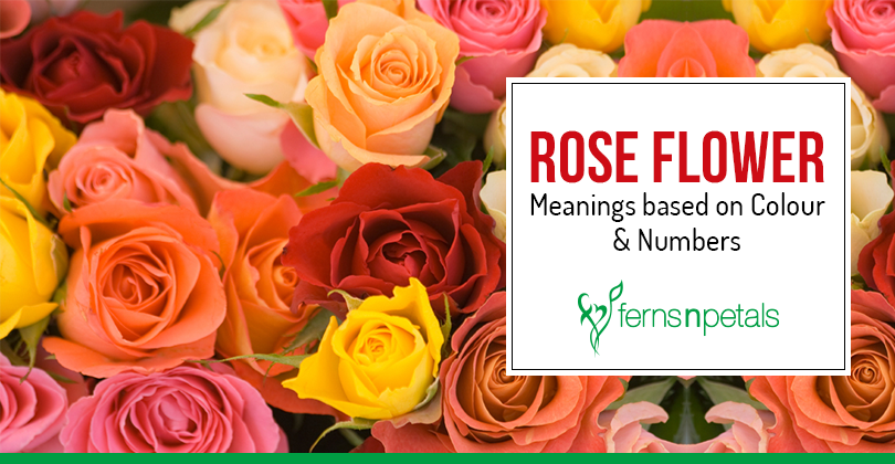 rose color and number meaning