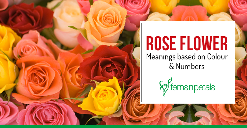 Rose Flower Meanings Based On Colour & Numbers - Ferns N Petals