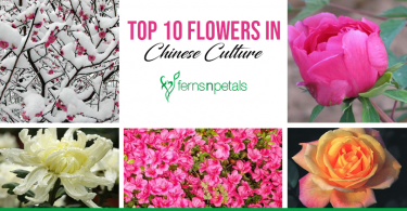 Top 10 flowers in Chinese Culture