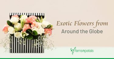 Exotic Flowers From Around the Globe