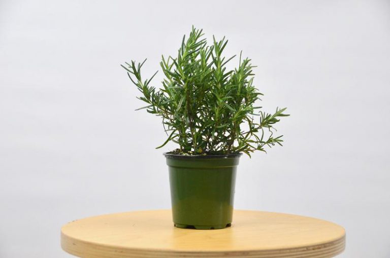 10 Best Stress Relieving Plants for Home and Office Ferns N Petals