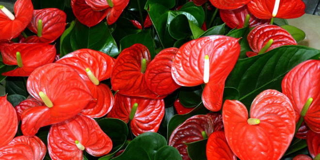 15 Exotic Flowers From Around The Globe