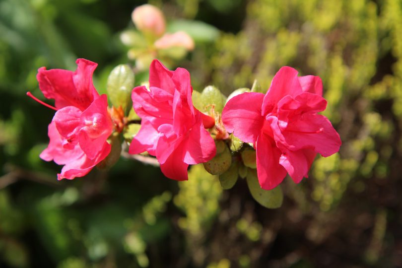 Top 10 Flowers in Chinese Culture - Know About Flowers in China