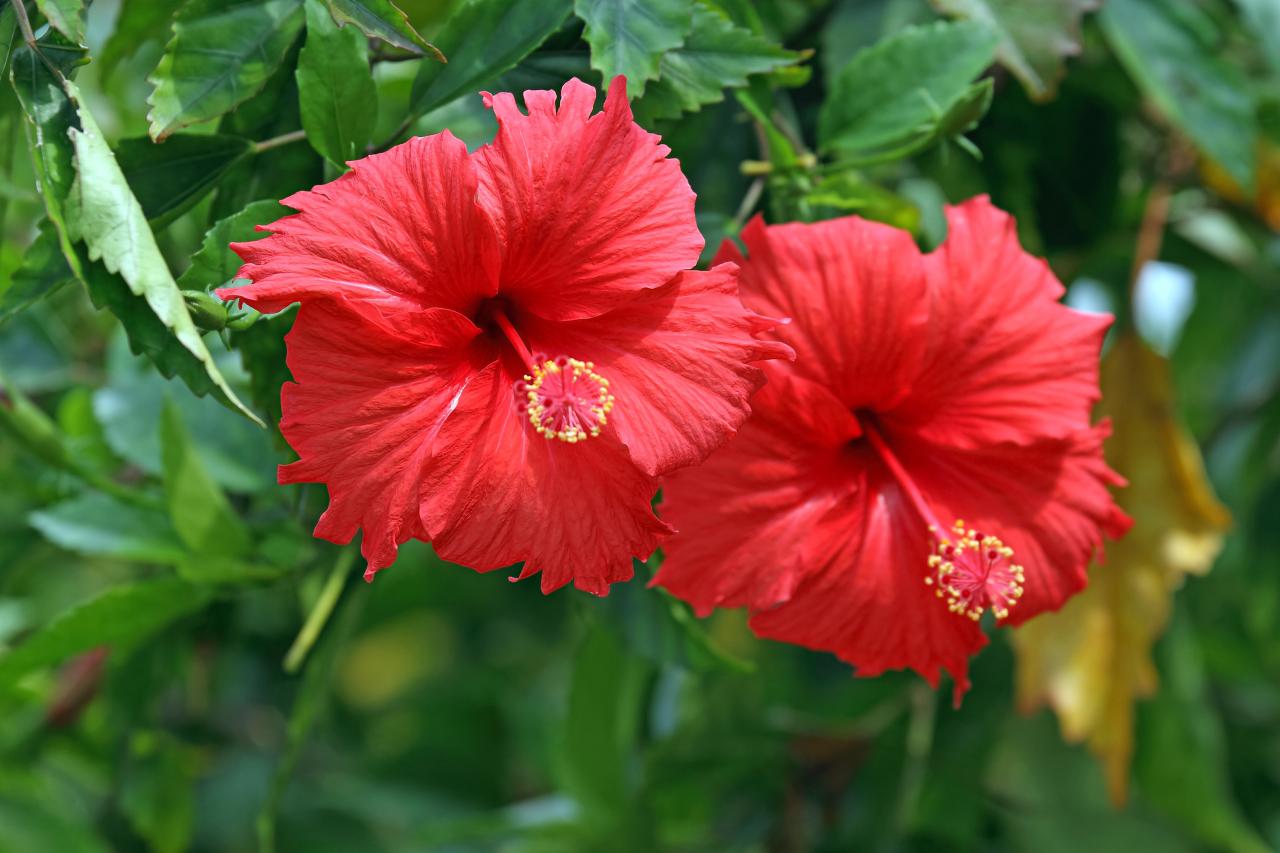 red chinese flowers