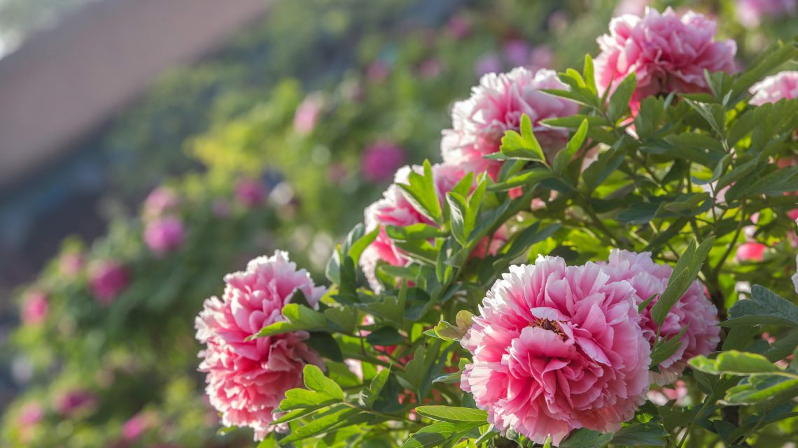 Top 10 Flowers in Chinese Culture - Know About Flowers in China