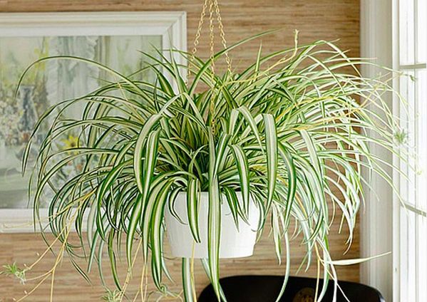 SIGNLEADER Artificial Tree In Modern Planter, Fake Monstera Silk Tree Home  Decoration (Plant Pot Plus Tree) & Reviews | Wayfair