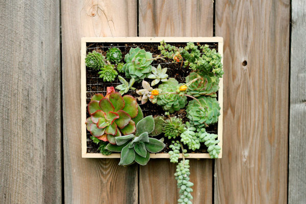 how to make an indoor wall garden