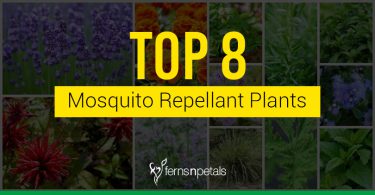 Top 8 Mosquito Repellant plants