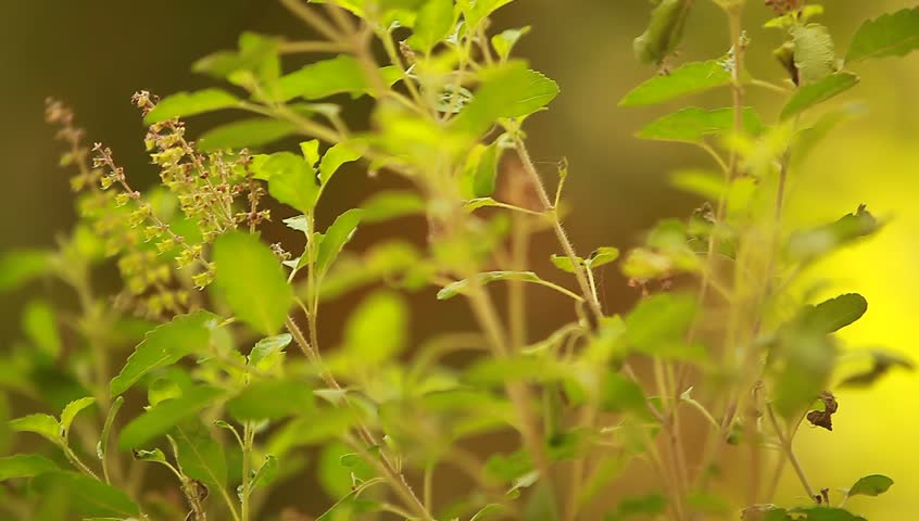 Basil Plant